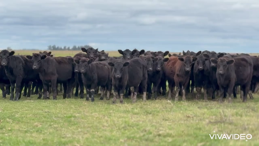 Lote 105 Terneras