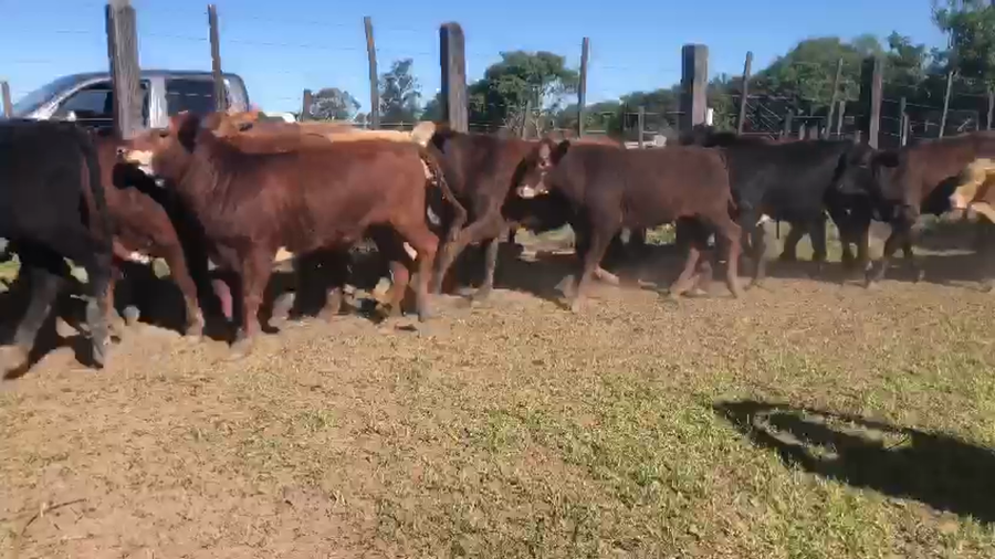 Lote 115 Terneros/as en Gral. San Martín, Chaco