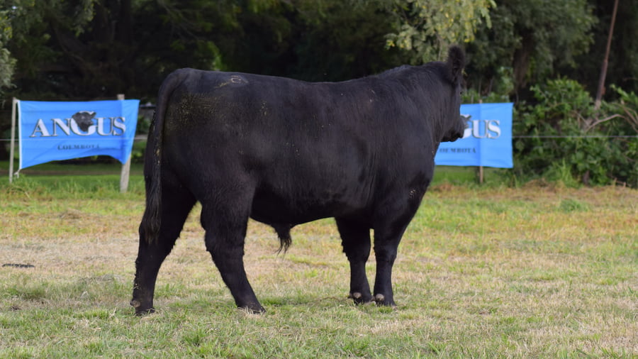 Lote CABAÑA COEMBOTÁ: RP 204