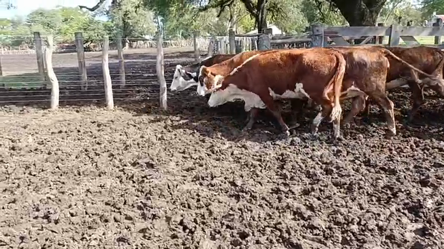 Lote 30 Vacas nuevas C/ gtia de preñez