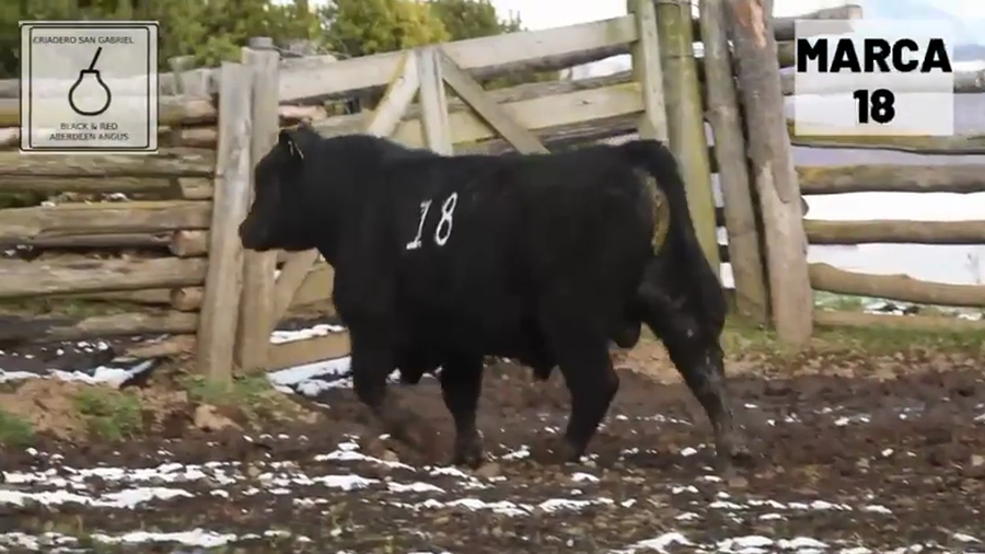 Lote 1 Toro