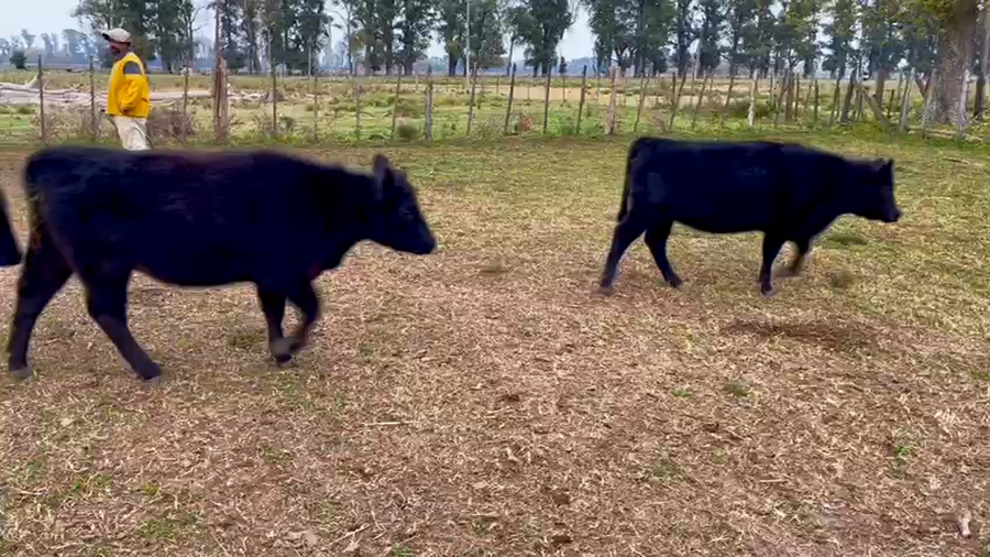 Lote 30 Terneras en San Andrés de Giles, Buenos Aires