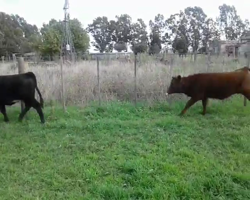 Lote 10 Terneros/as en Laprida, Buenos Aires