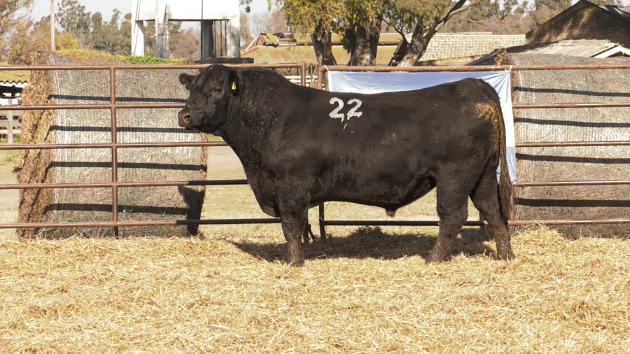 Lote TOROS ANGUS NEGROS  PC