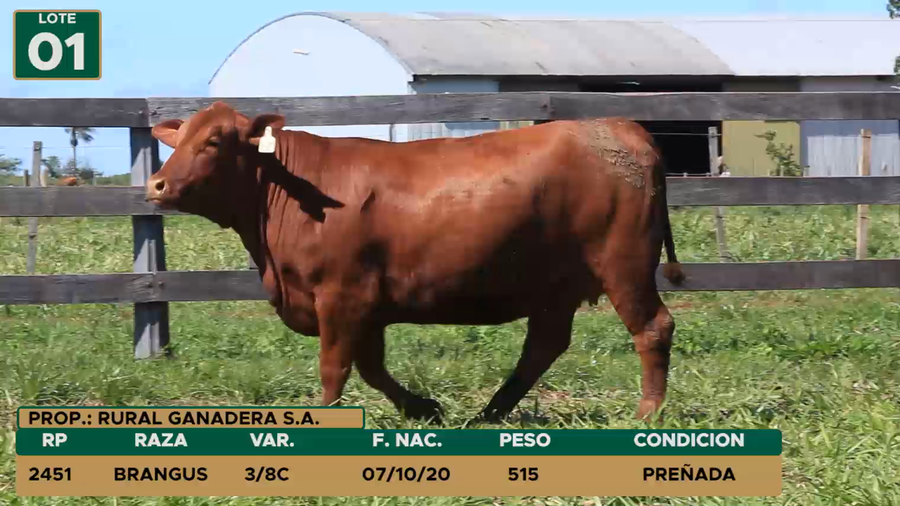 Lote HEMBRAS LOTE 1