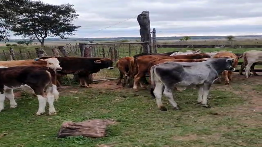 Lote 81 Desmamantes machos