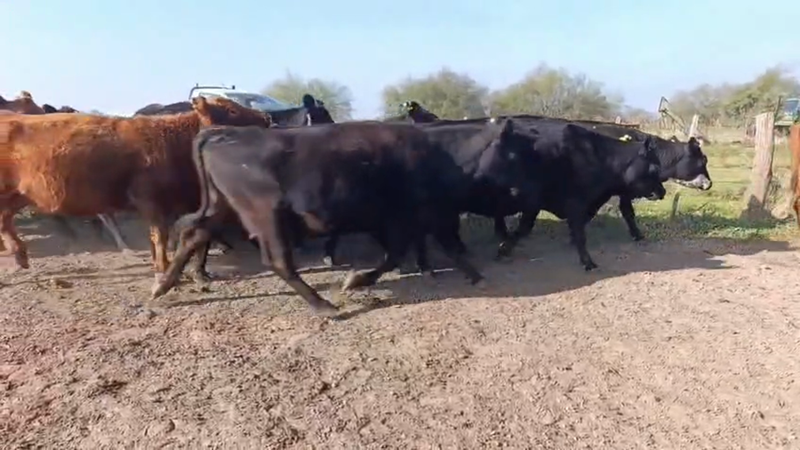 Lote 12 Vacas CUT preñadas