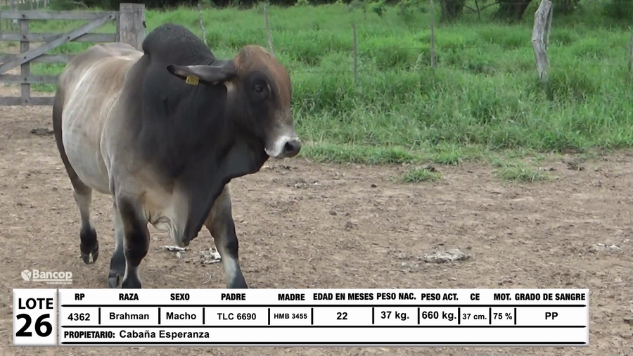 Lote Lote 26