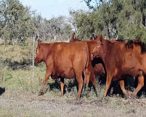 Lote ANGUS “EL CALÁ” de R. Garat Vaquillonas Puras Controladas Preñadas