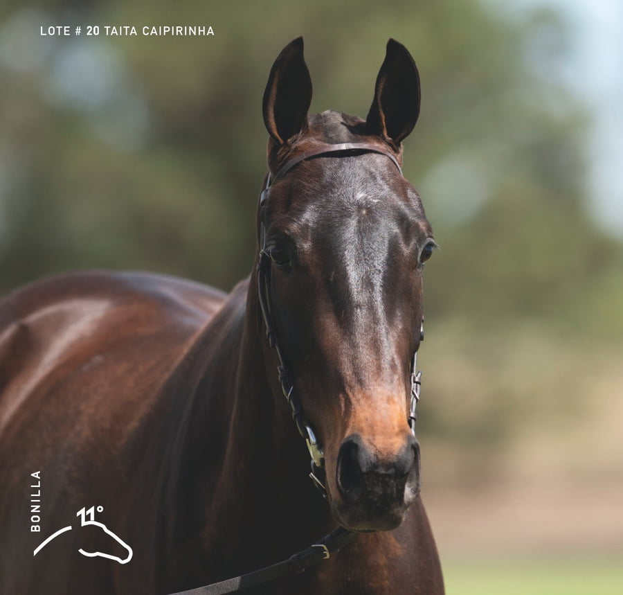 Lote TAITA CAIPIRINHA - T/E (OPEN MESSI - GETE GINEBRA)