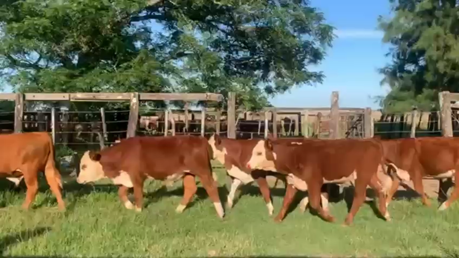 Lote 25 Terneros en Corrientes, Mercedes