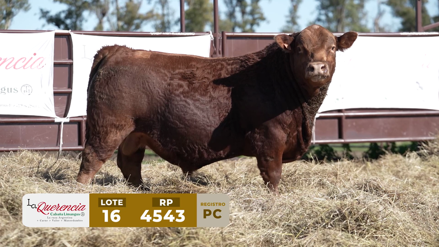 Lote TORO PC