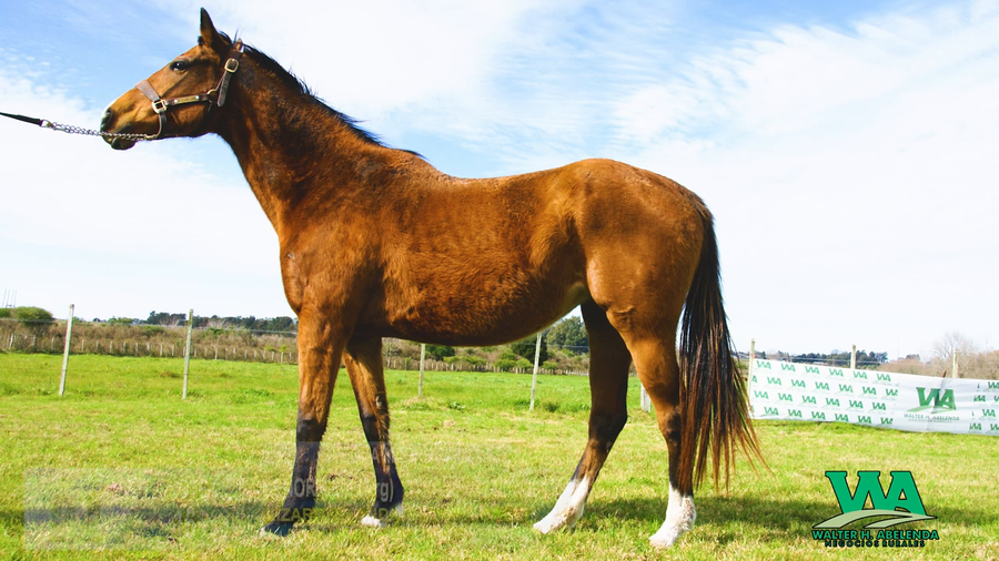 Lote SENORA LIZ (Arg)