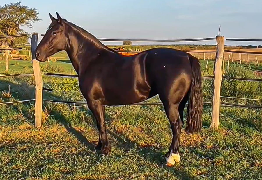 Lote Curahué Golilla