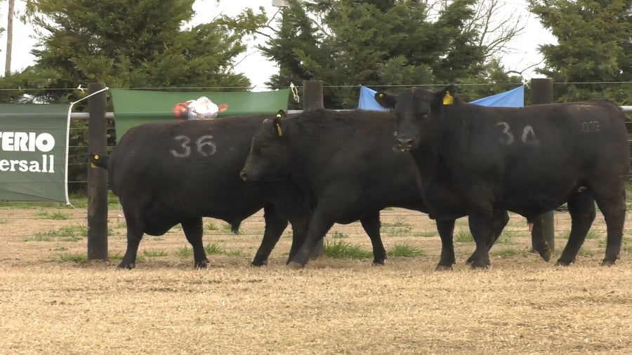 Lote TOROS ANGUS PUROS CONTROLADOS