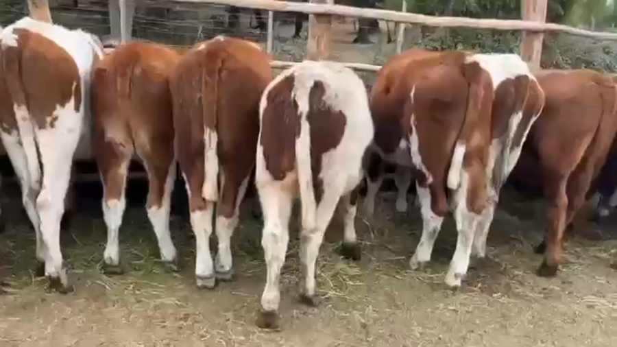 Lote 23 Novillo Engorda en Pirque, Región Metropolitana