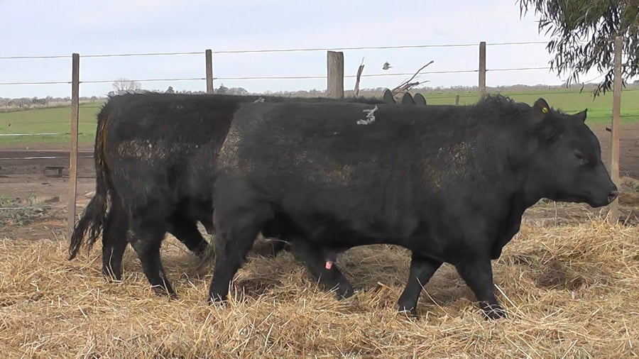 Lote TOROS PUROS POR CRUZA