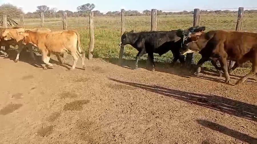 Lote 48 Novillitos