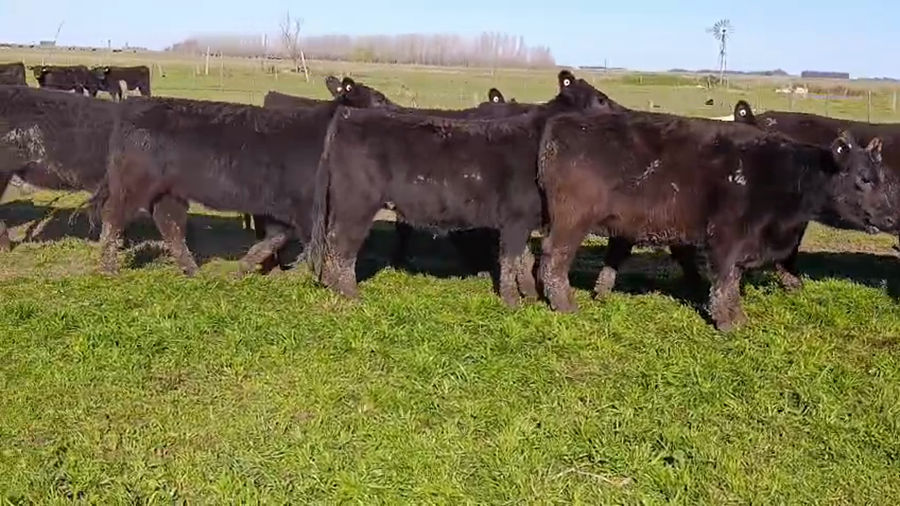 Lote VAQUILLONAS CON GTIA CABAÑA ZELDUAR