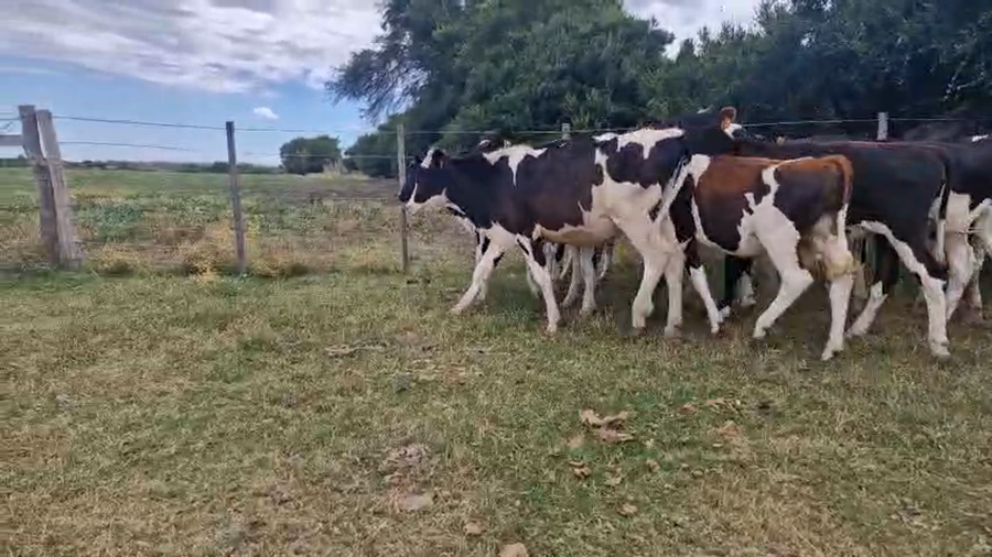 Lote 24 Terneras a remate en Ultima pantalla del año - Escritorio Camy, San José