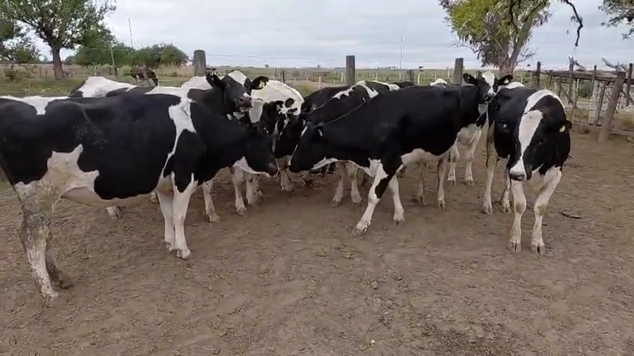 Lote 10 Vaquillonas Holando Preñadas en Josefina, Santa Fe