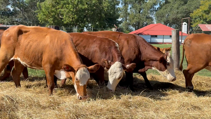Lote 32 Vacas nuevas Preñadas en Corrientes, Curuzú-Cuatiá