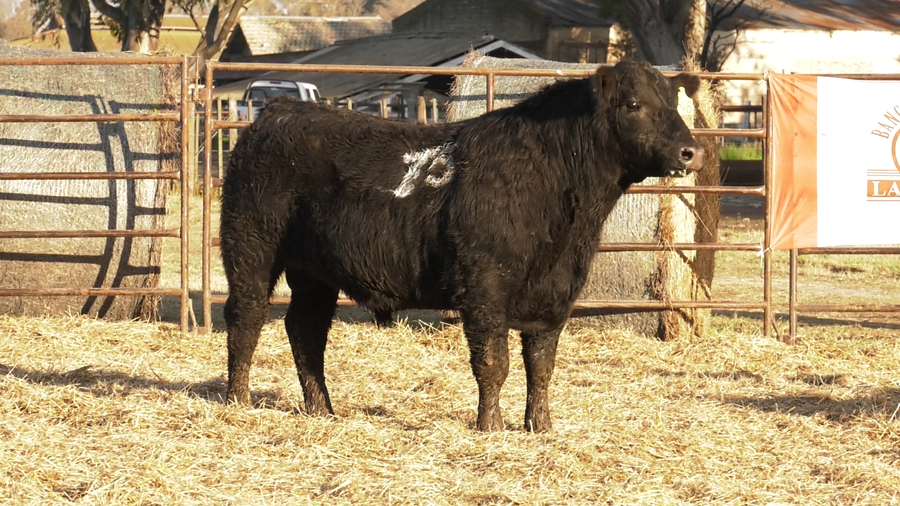 Lote TOROS ANGUS NEGROS  PC
