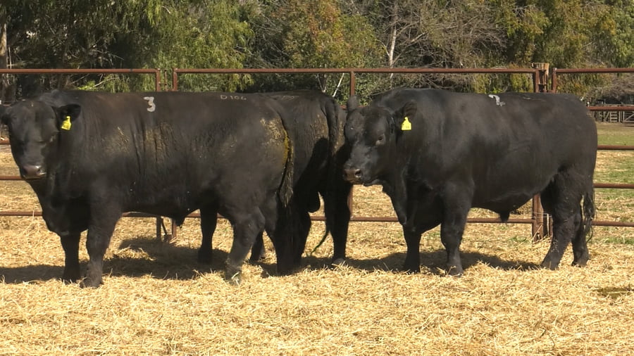 Lote TOROS PUROS DE PEDIGREE