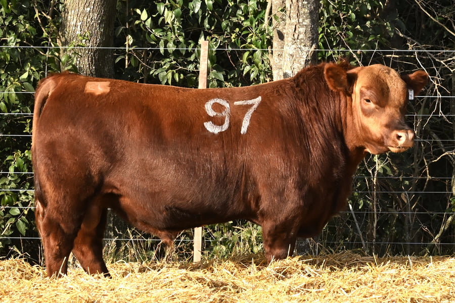 Lote TOROS ANGUS PC