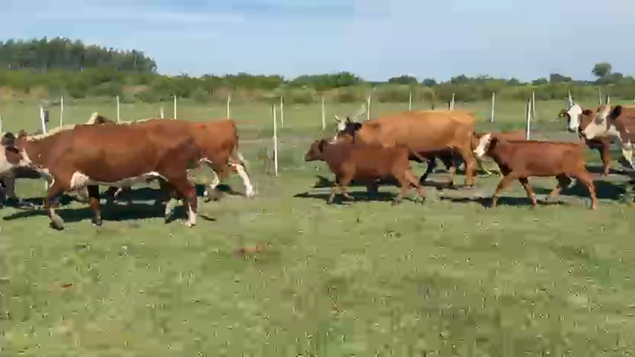 Lote 48 Vacas CUT con cría