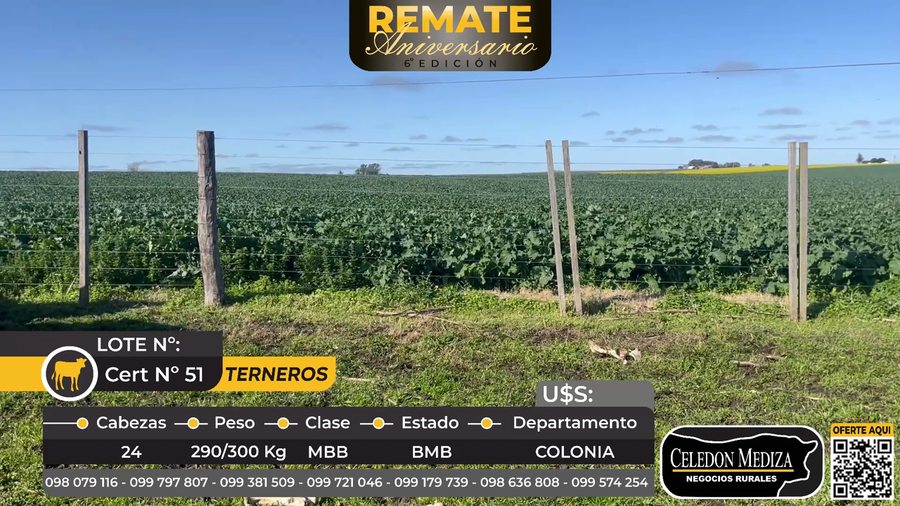 Lote 24 Terneros en La Horqueta, Colonia
