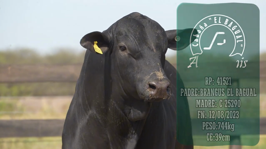 Lote Toro