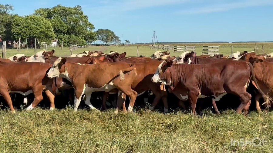 Lote 110 Terneras en Corrientes, Chavarría