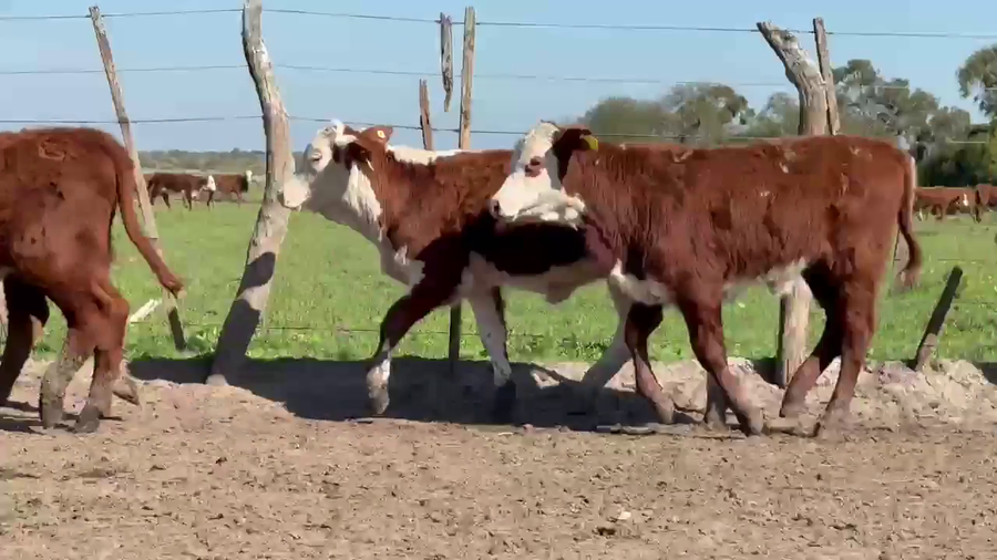 Lote 130 Terneros/as