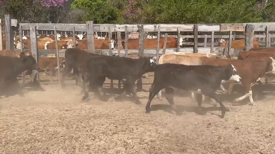 Lote 40 Terneros/as en Ituzaingó, Corrientes