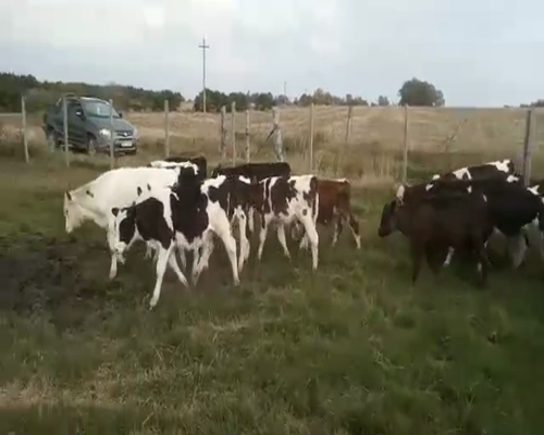 Lote 70 Terneros HOLANDO Y CARETA 120kg - , San José