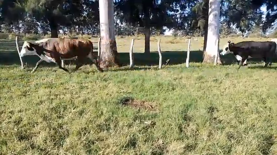 Lote 64 Vaquillonas
