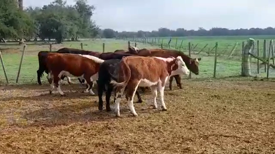 Lote VAQUILLONAS 1 A 2 AÑOS