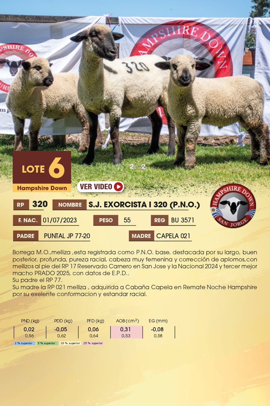 Lote 6 - Hampshire Down