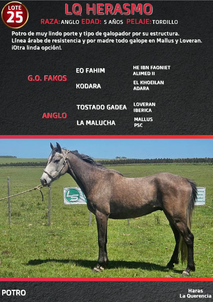 Lote LQ HERASMO