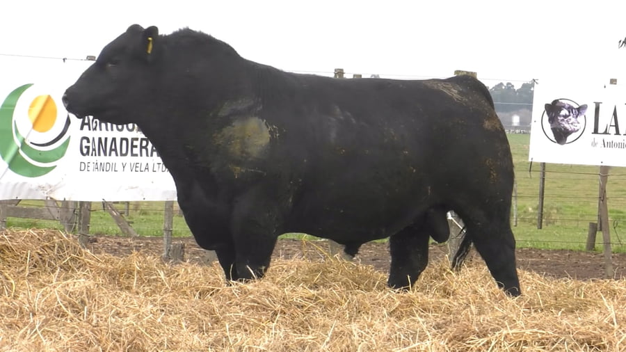 Lote TOROS PUROS POR CRUZA