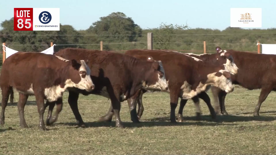 Lote Vaquillas Braford Generales para Servicio