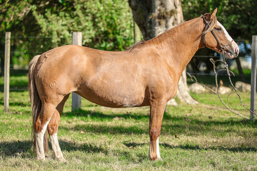 Lote CASTELLANA DE LOS CARDOS