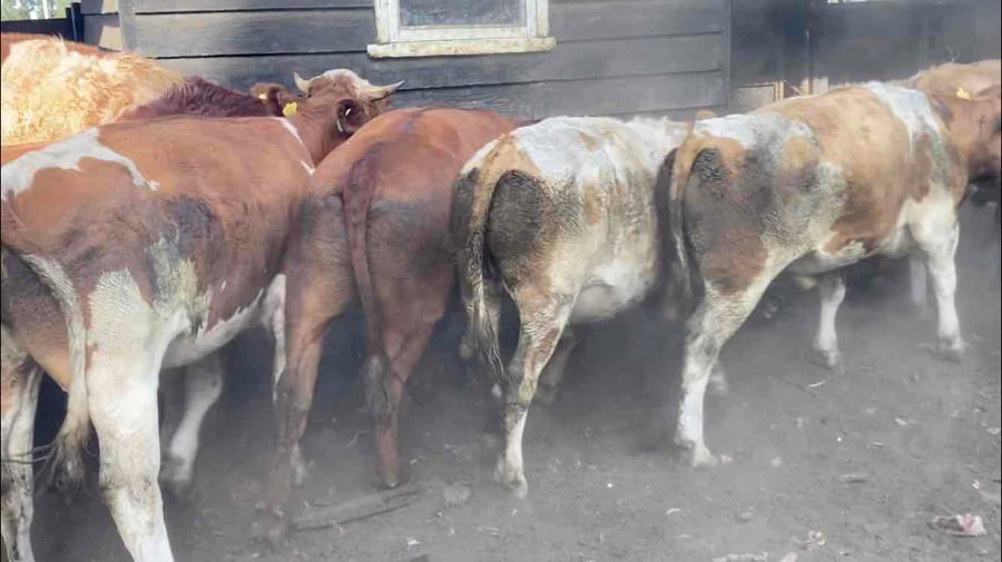 Lote 50 Novillo Engorda en Río Bueno, XIV Región Los Ríos