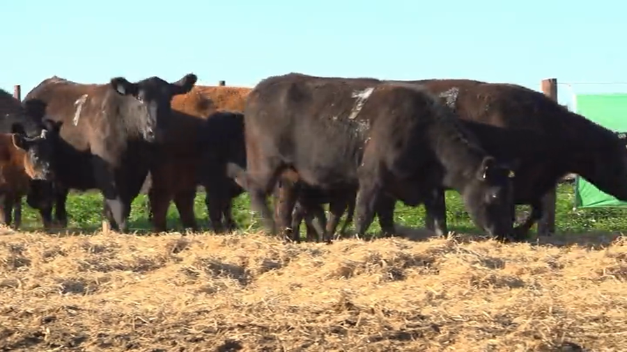 Lote Vaquillas  con Crias Tres Molinos