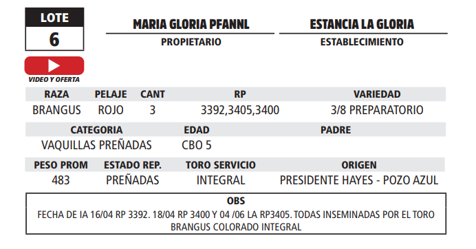 Lote LOTE 6 - EN VIVO