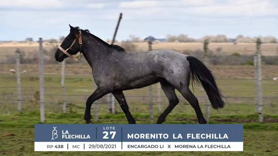 Lote MORENITO LA FLECHILLA