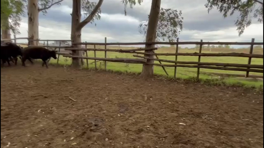 Lote VIENTRES ENTORADOS