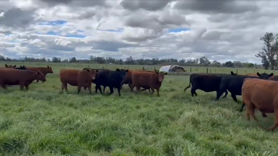 Lote 6 Vaquillonas preñadas