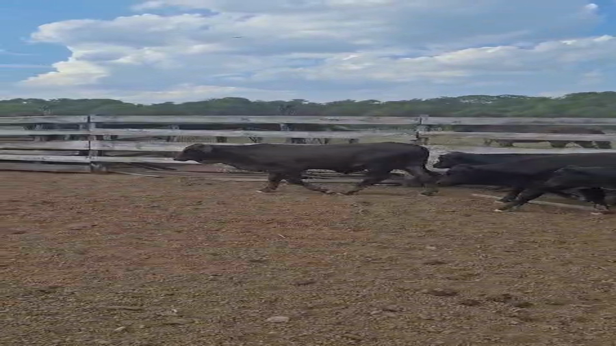 Lote 60 Vacas con Cría  en Formosa, Pirané